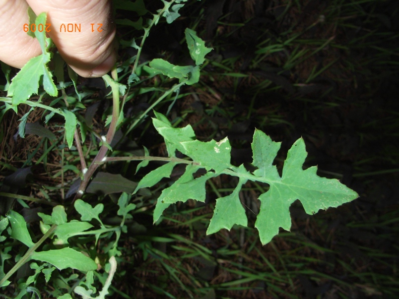 Sonchus tenerrimus / Grespino sfrangiato